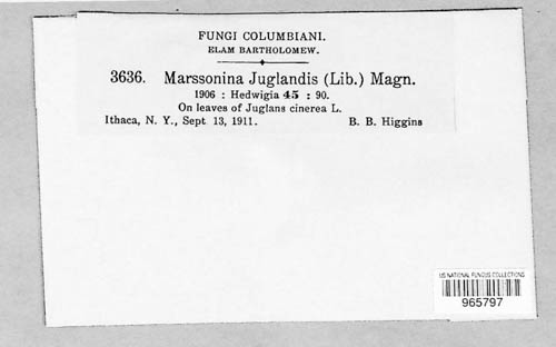 Marssonina juglandis image